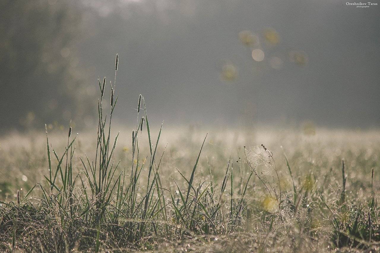 пейзаж,природа,утро,осень,настроение,паутина,луг,трава, Taras