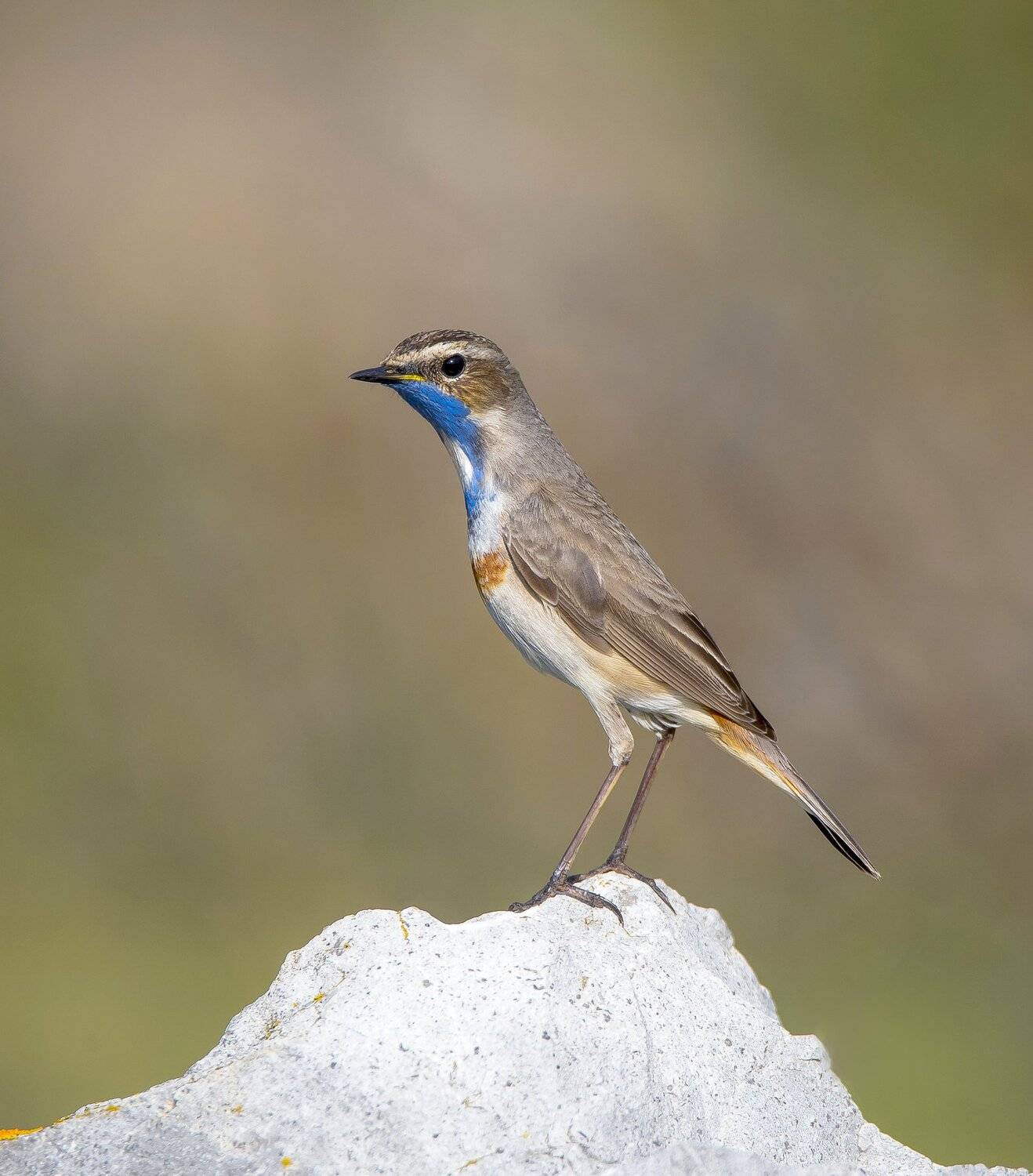 птицы,природа,лето, Андрей Киселёв