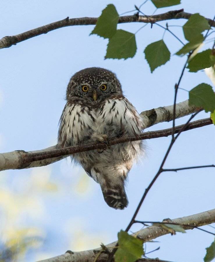 птицы, сычик, , Владимир Пакалевич