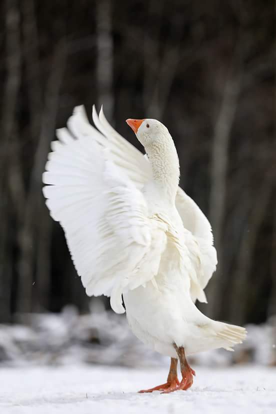 , Андрей Ершов