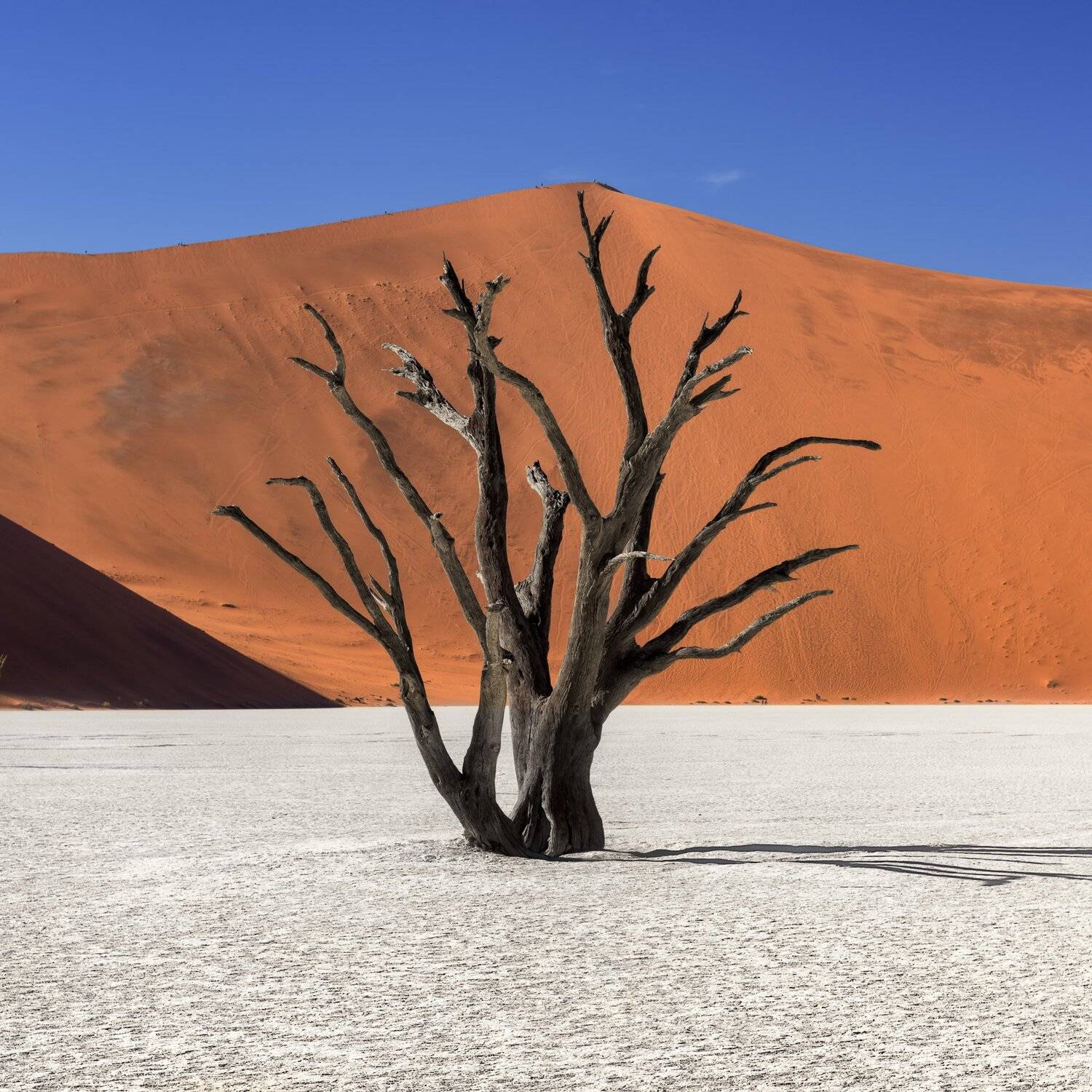 acacia, Africa, african, arid, beautiful, blue, branch, camelthorn, clay, day, daylight, dead, deadvlei, desert, drought, dry, dune, famous, forest, hot, lake, landmark, landscape, morning, namib, namibia, namibian, national, nature, naukluft, orange, out, Andrey Omelyanchuk