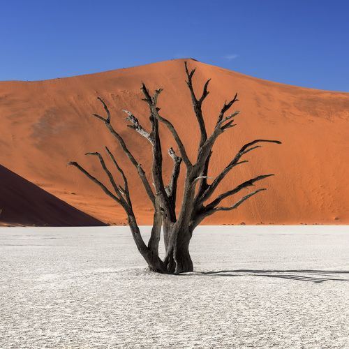Dead Acacia Trees and Red Dunes of Deadvlei