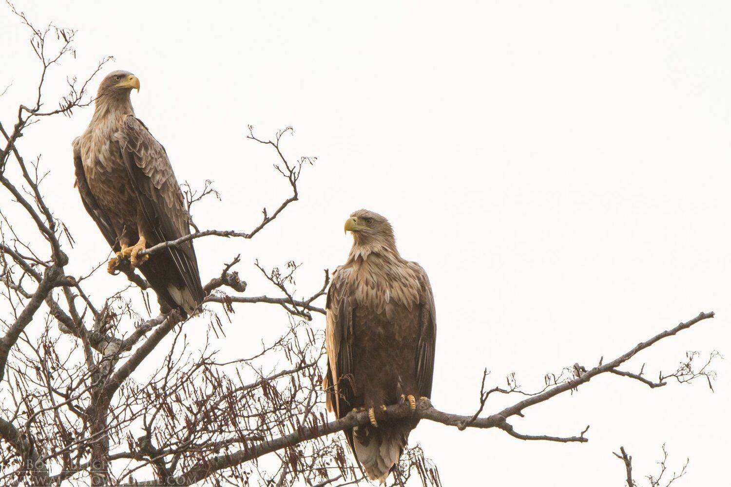 , Борис Белчев