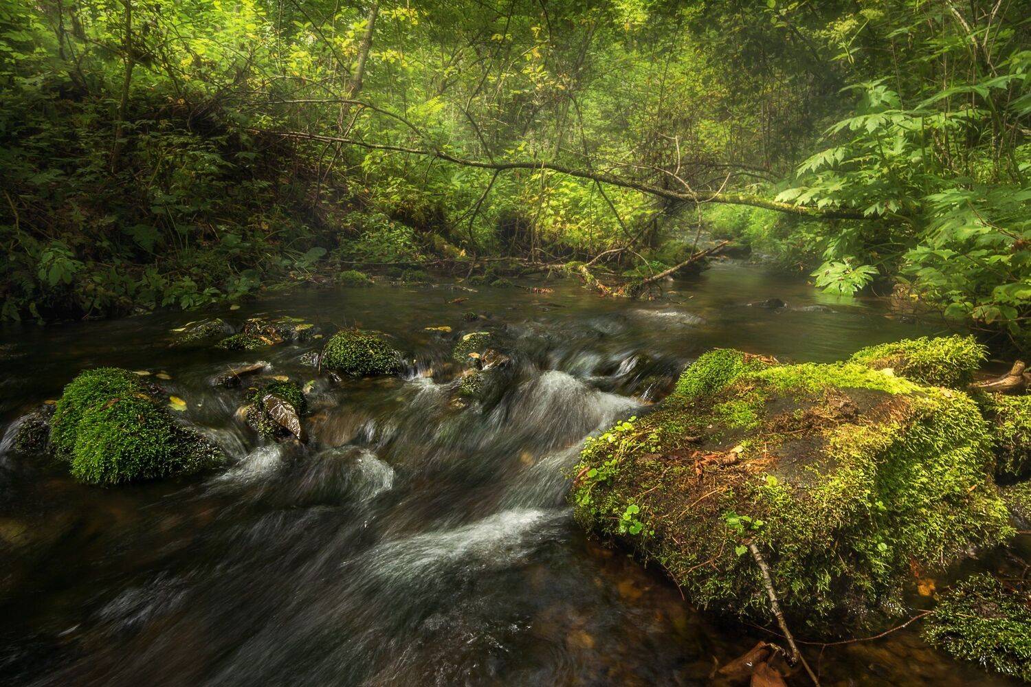 , Шинкарева Елена