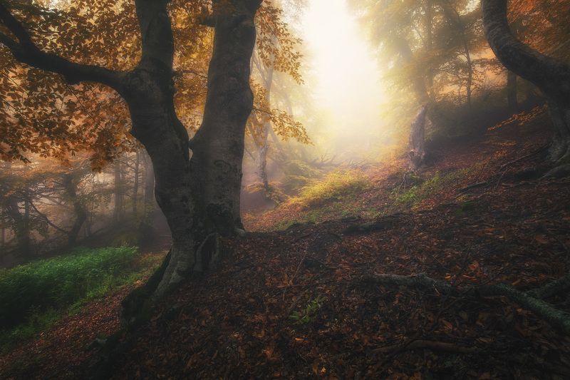 * * * фото превью