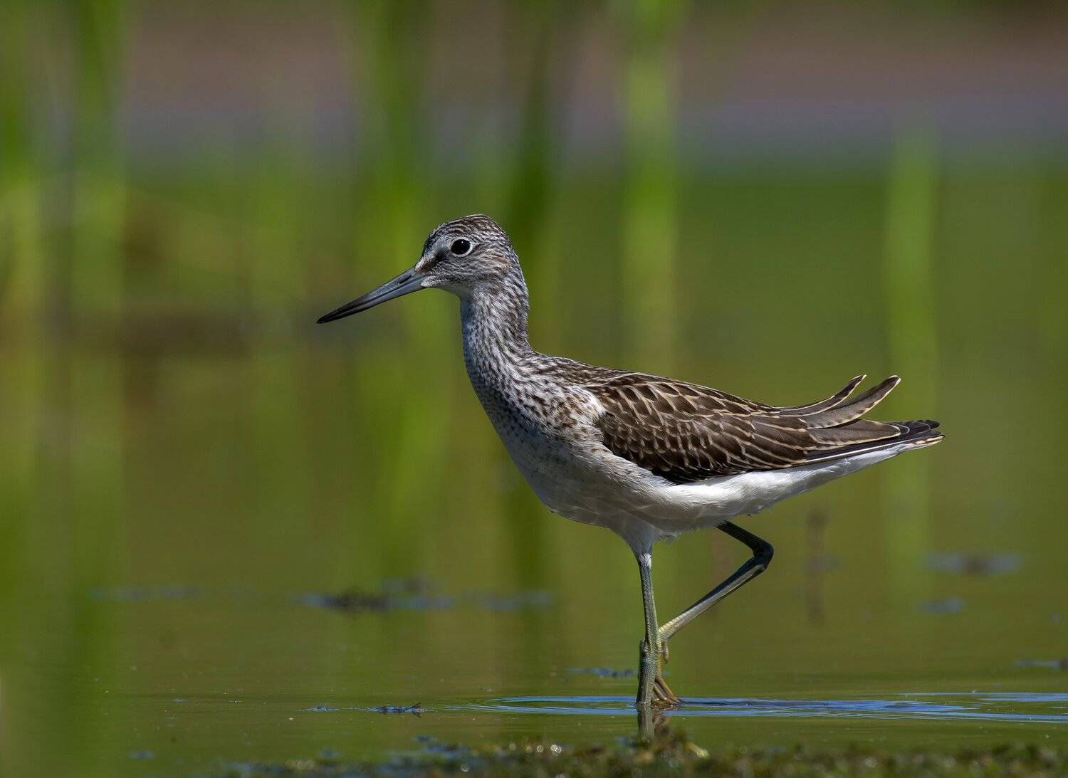 птицы,природа,лето, Андрей Киселёв