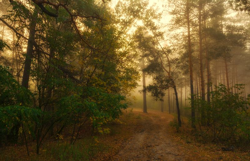 прогулка в лесу фото превью