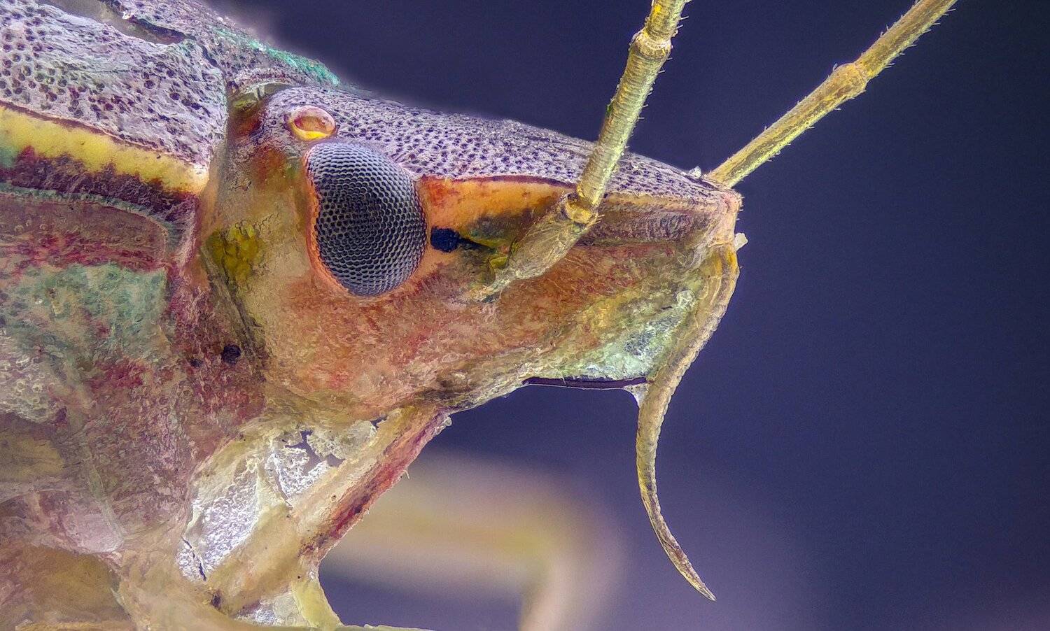 Зеленый щит ошибка. Автор: Tsvetan Ganev ceclii,macro,lgg4, extrememacro, макро, Tsvetan Ganev