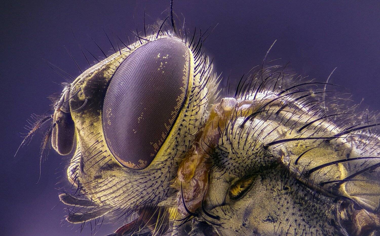 ceclii,macro,lgg4, extrememacro,  макро, Tsvetan Ganev