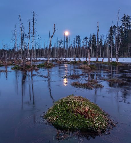 Восход луны на болоте