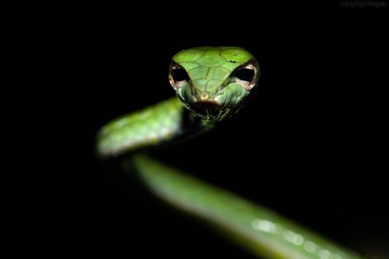 Gurdyal Singh\'s Profile фото превью