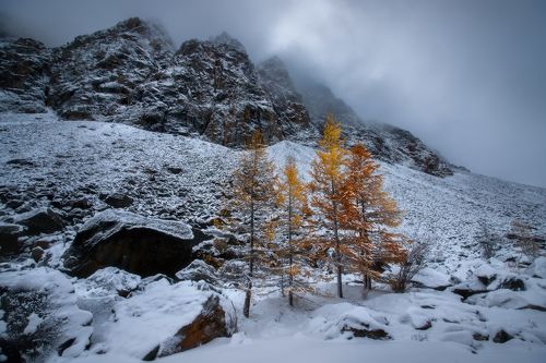 Горные красавицы