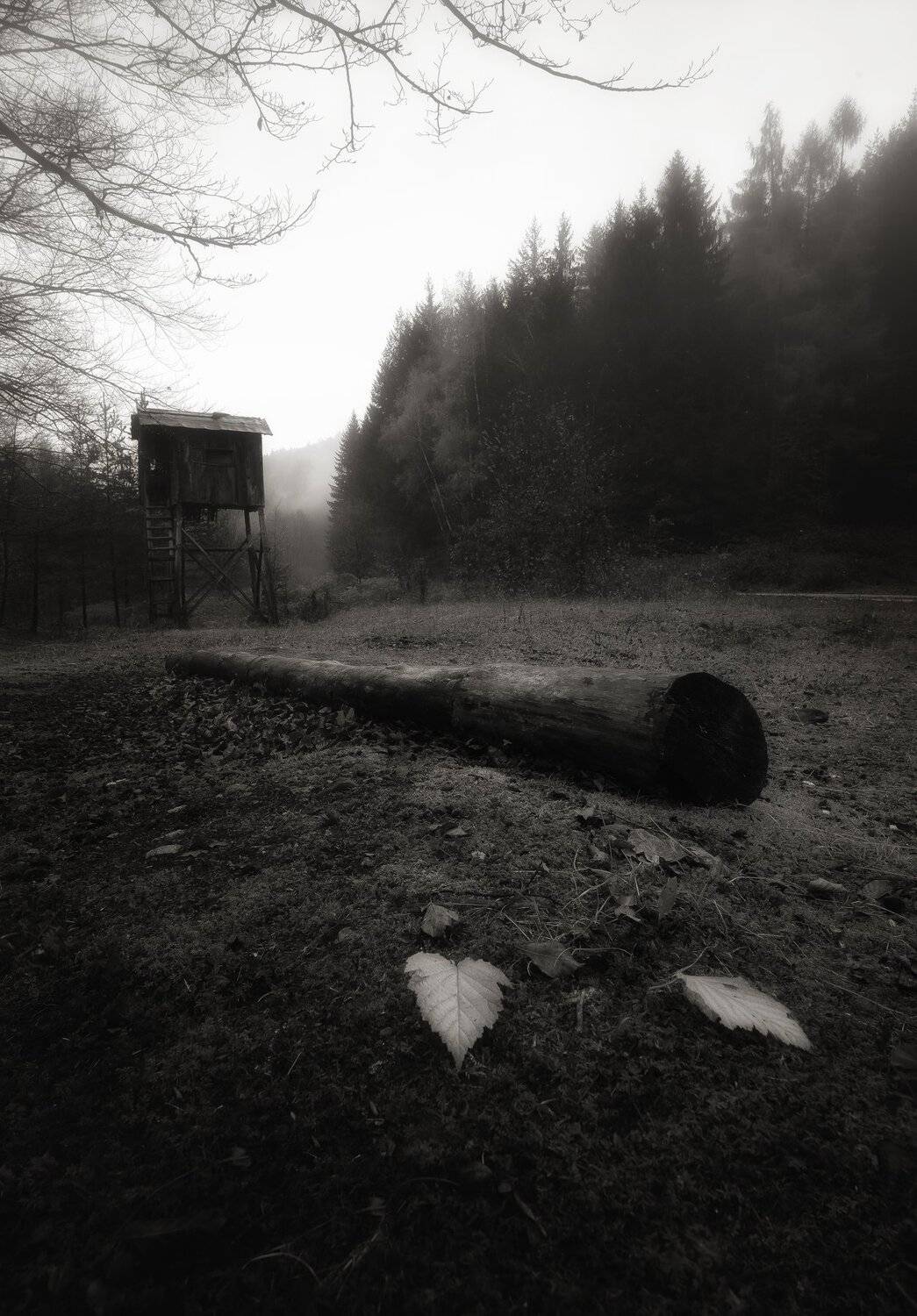 Mystic Forest. Автор: Ivailo Bosev , Ivailo Bosev