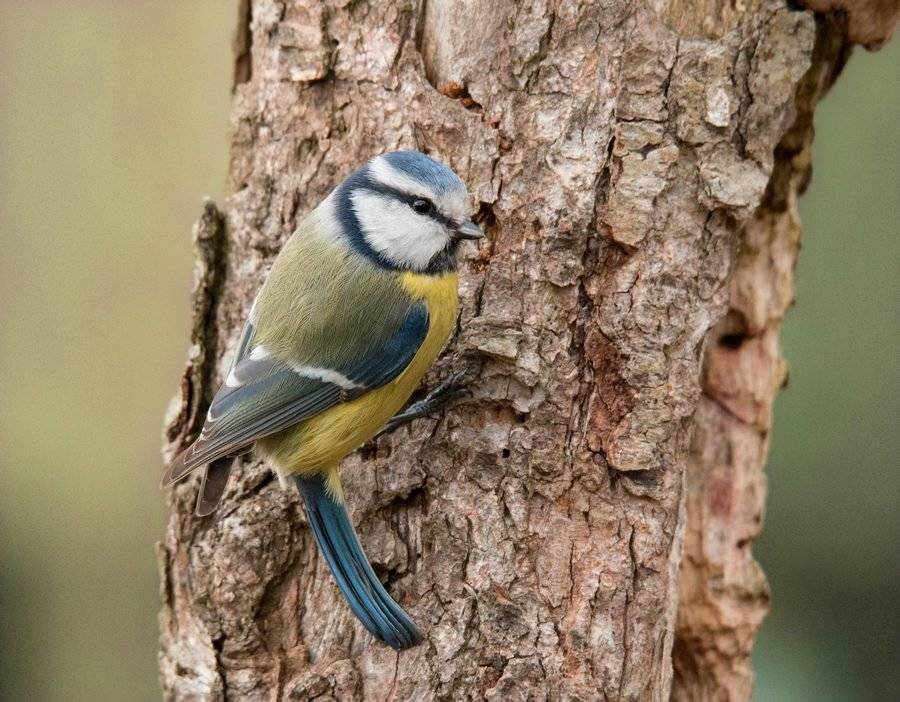 птицы, лазоревка,, Владимир Пакалевич