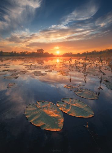 Кувшинки и закат