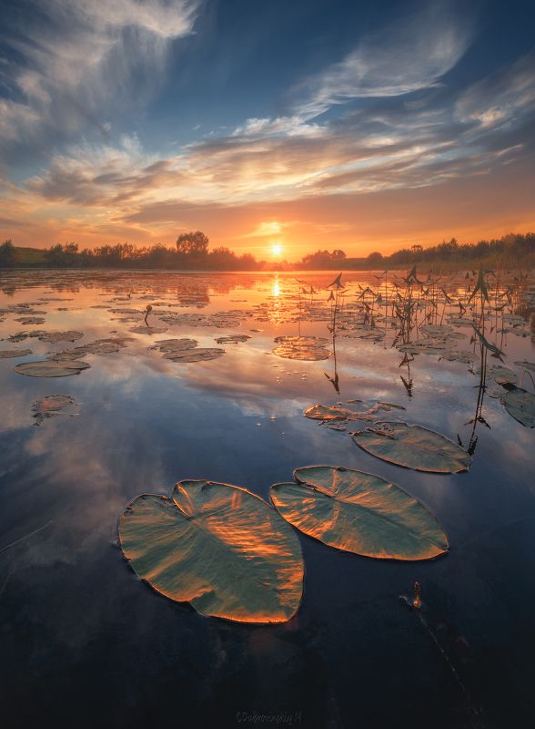 кувшинки, закат, тырница, река, лето Кувшинки и закат фото превью