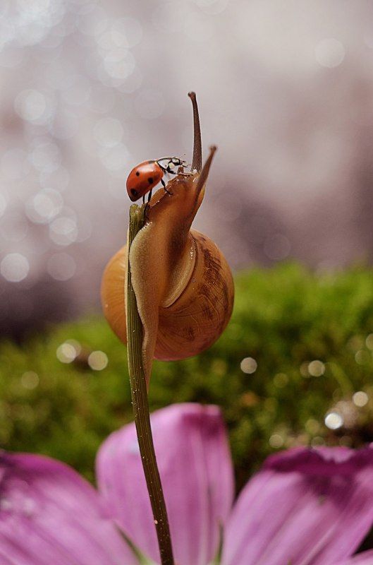 Поцелуй фото превью