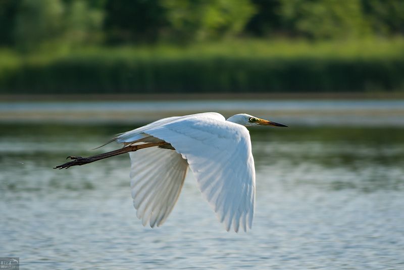 Ardea alba, birds, bird, river Ardea alba фото превью