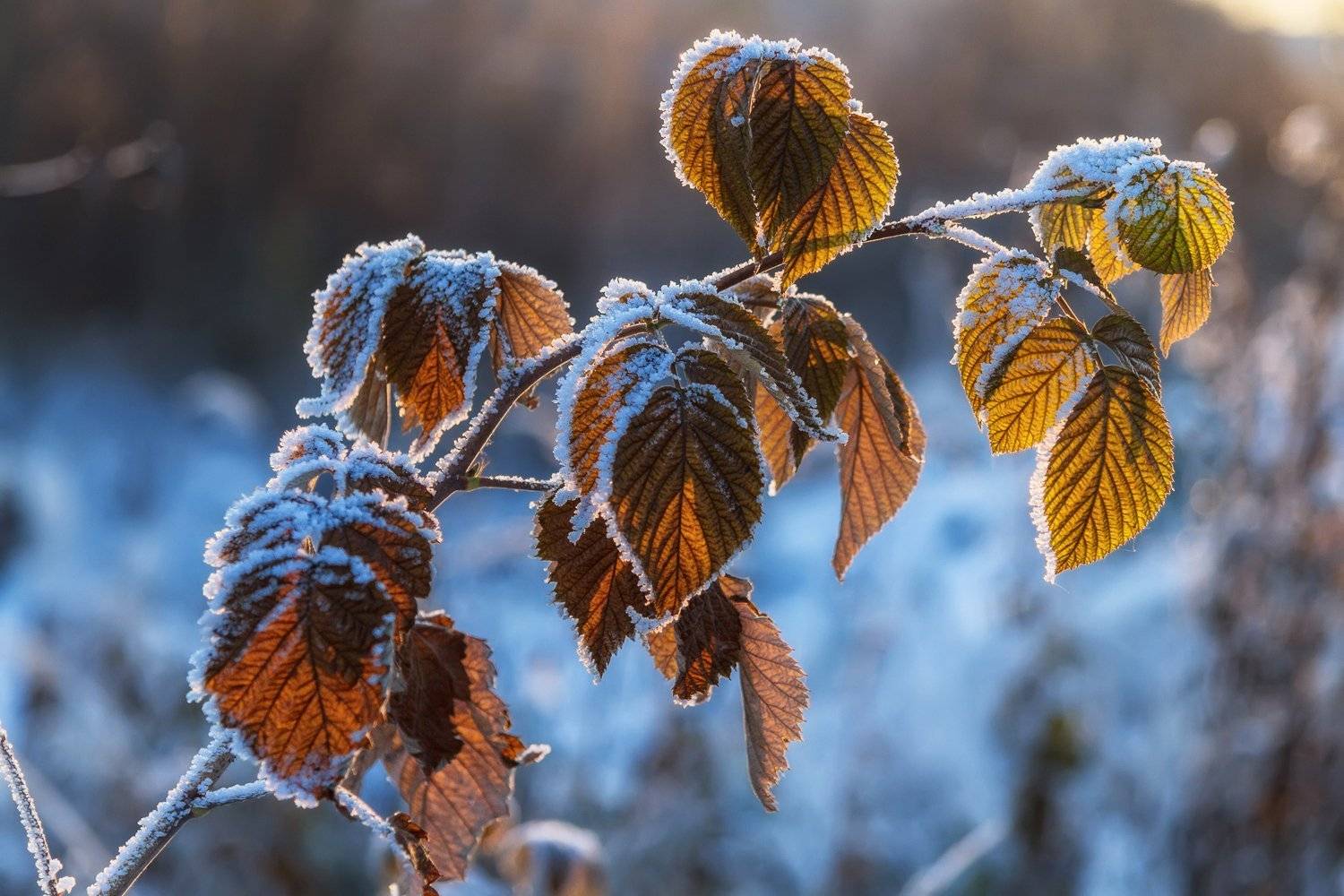 осень, иней, мороз, снег, ветка, малина, листья, Ра Вера