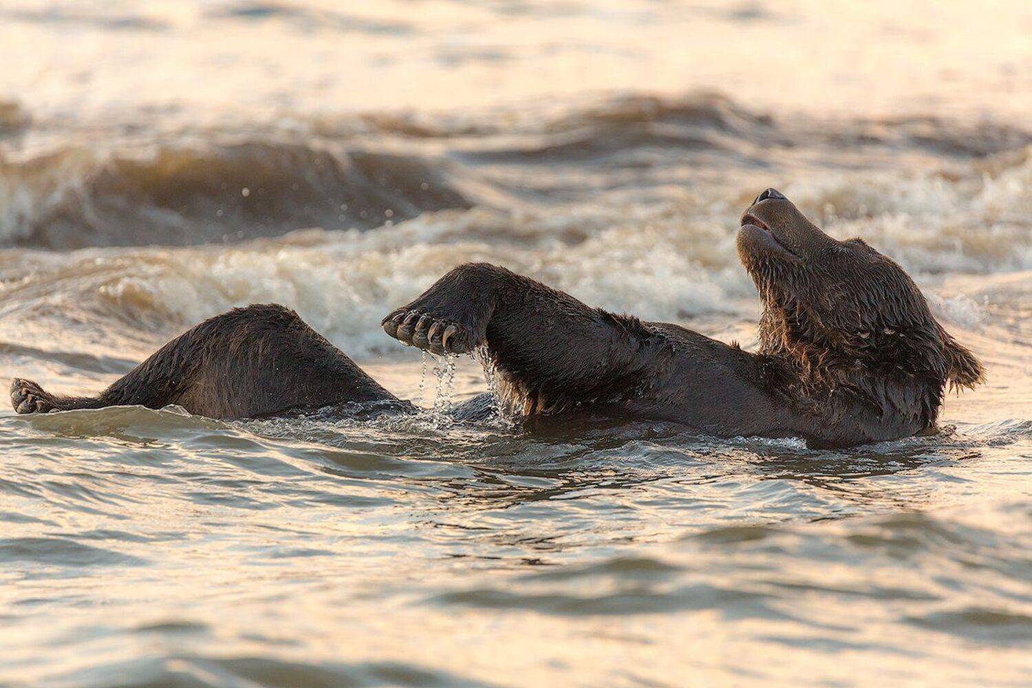 Камчатка, лето, природа, путешествие, медведь, отдых, закат, Денис Будьков