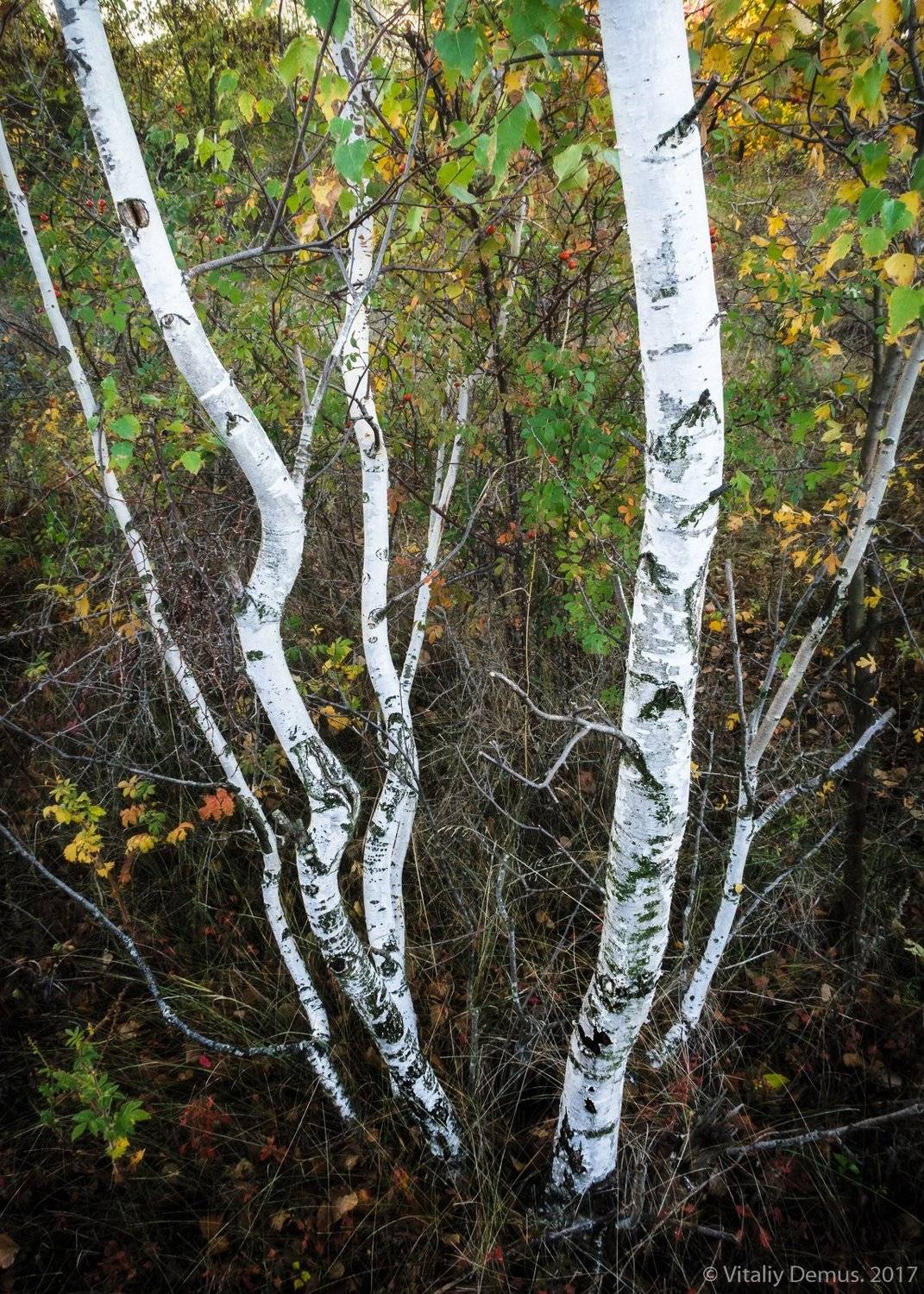 береза, березы, белый, осень, контраст, линии, Виталий