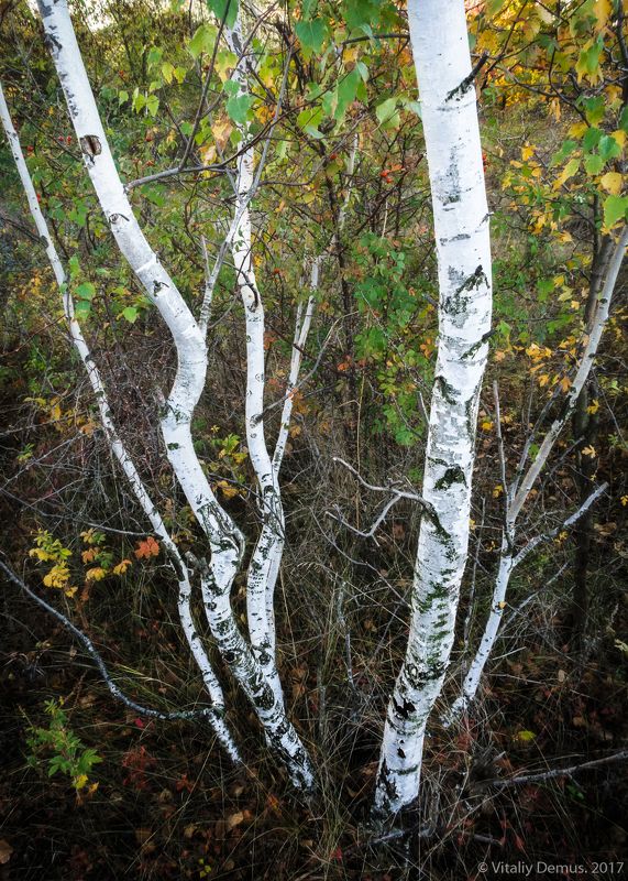 береза, березы, белый, осень, контраст, линии Березки фото превью