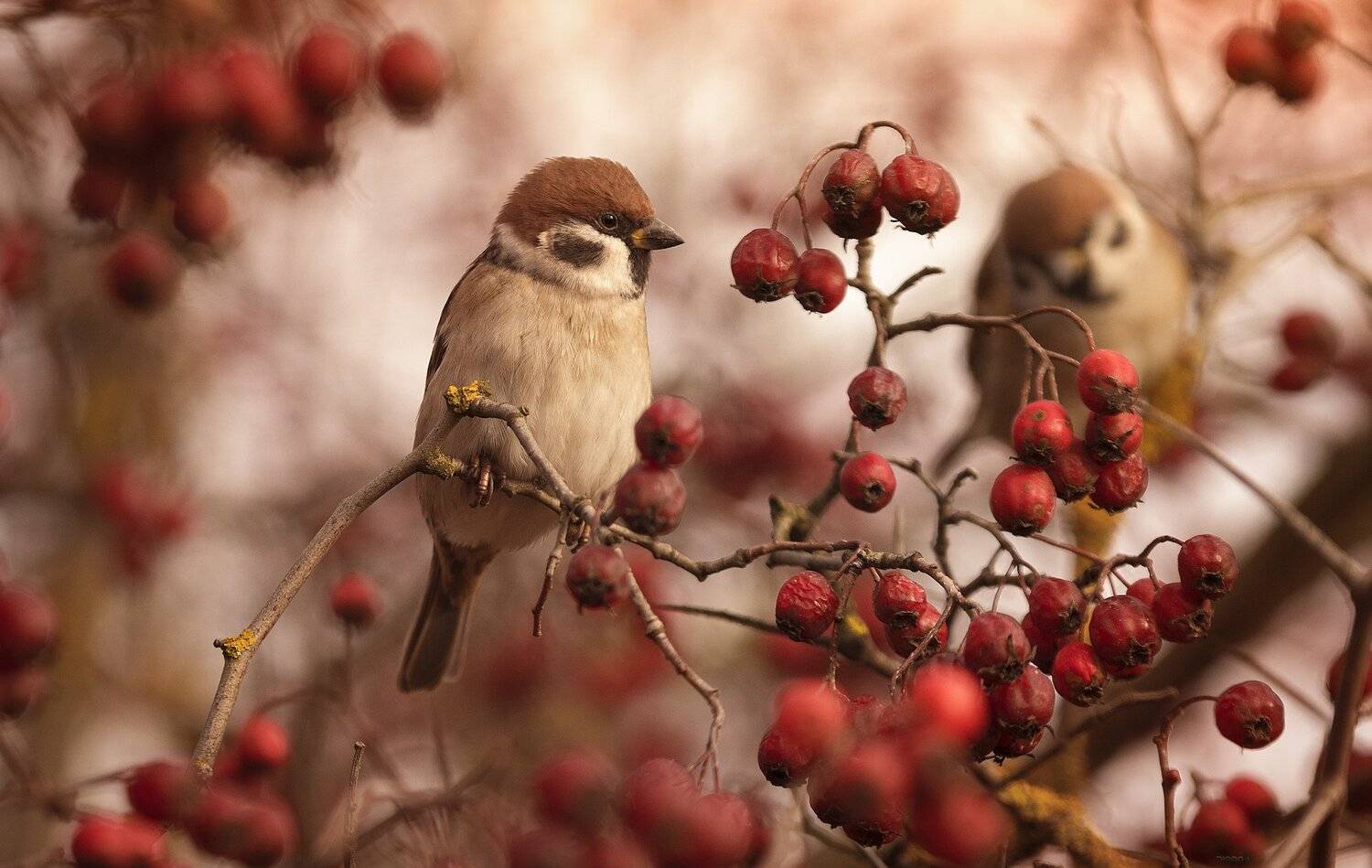 природа, лес, животные, птицы, Дмитрий Посевич