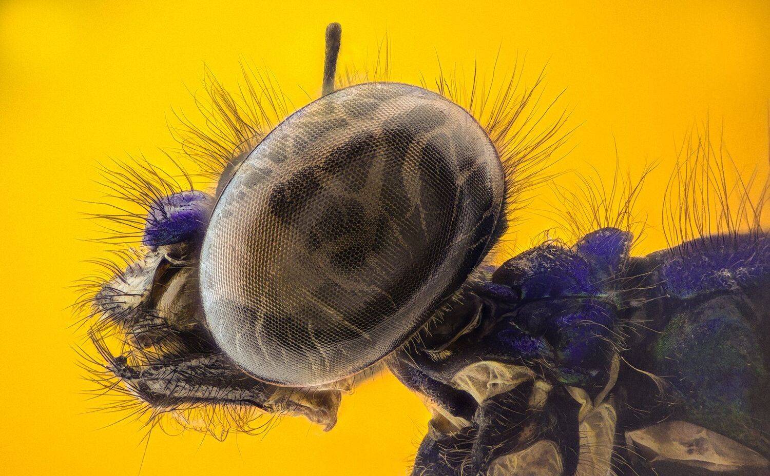 ceclii,macro,lgg4, extrememacro,  макро, Tsvetan Ganev