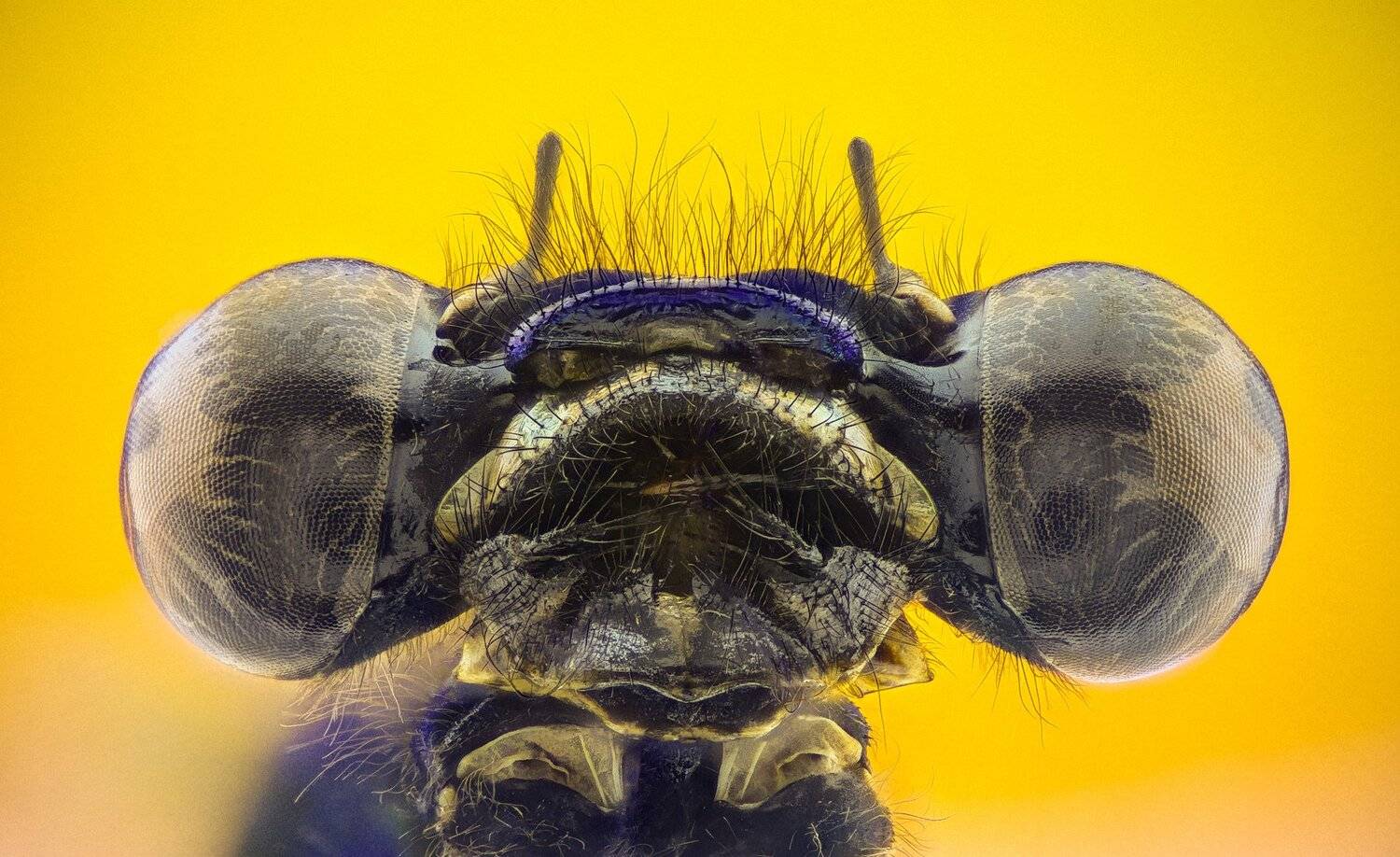 ceclii,macro,lgg4, extrememacro,  макро, Tsvetan Ganev