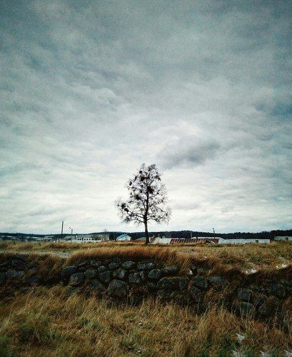 Древо жизни