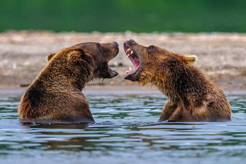 Я вам спою ! фото превью