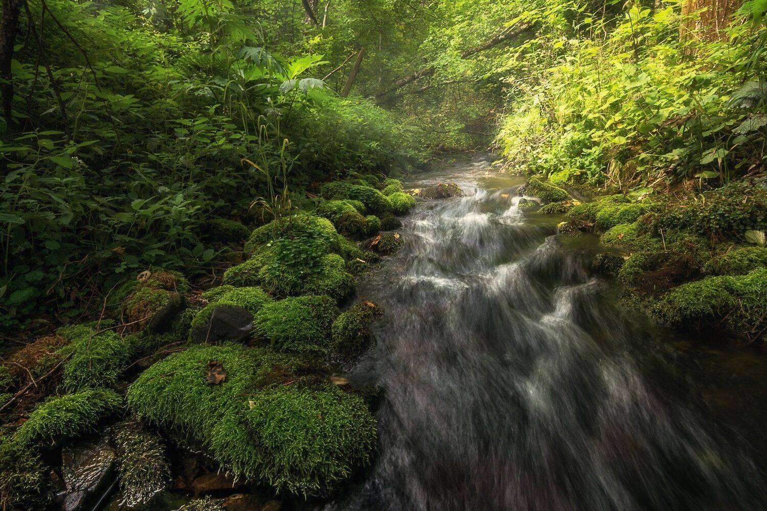 , Шинкарева Елена