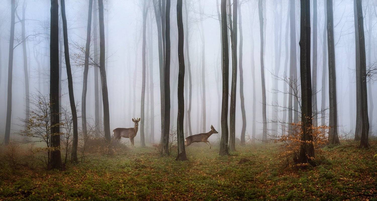 , Тодор Танев