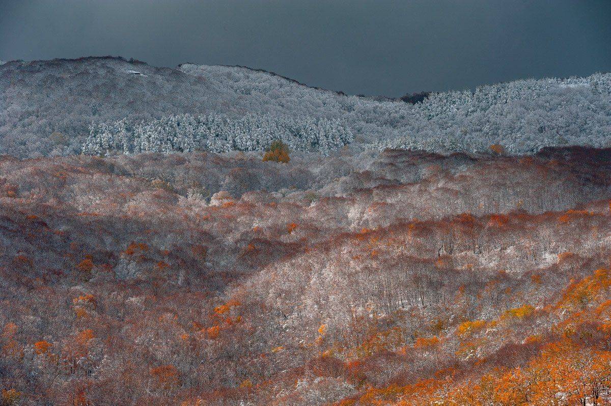 , Олег Логунов