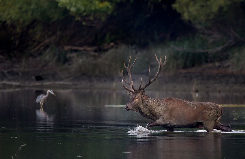 red deer фото превью