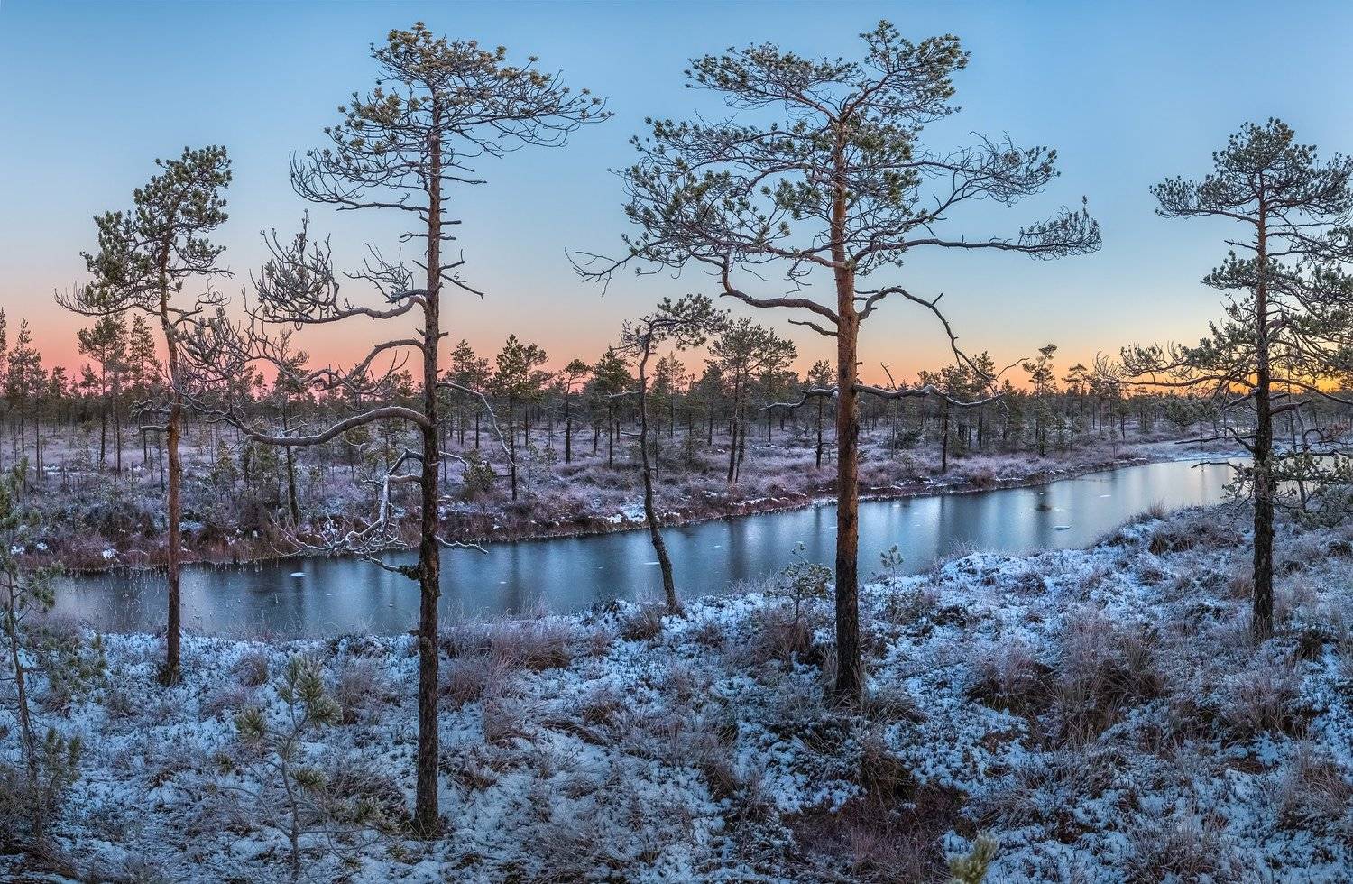 фототур, ленинградская область, деревья, сосна, болото, рассвет, осень, иней, мороз, озеро, снег, заморозки., Лашков Фёдор