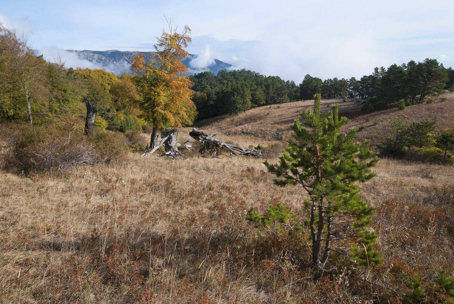 , Саша  Вайсберг / Waldschnepfe /