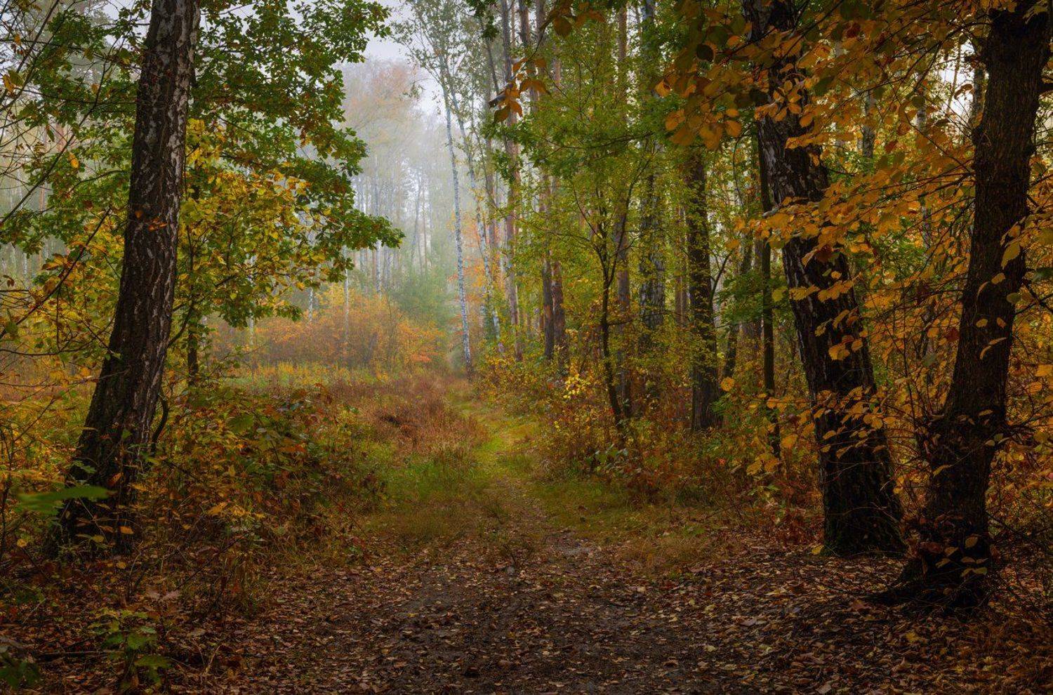 лес, осень, октябрь, тропа, туман, Галанзовская Оксана