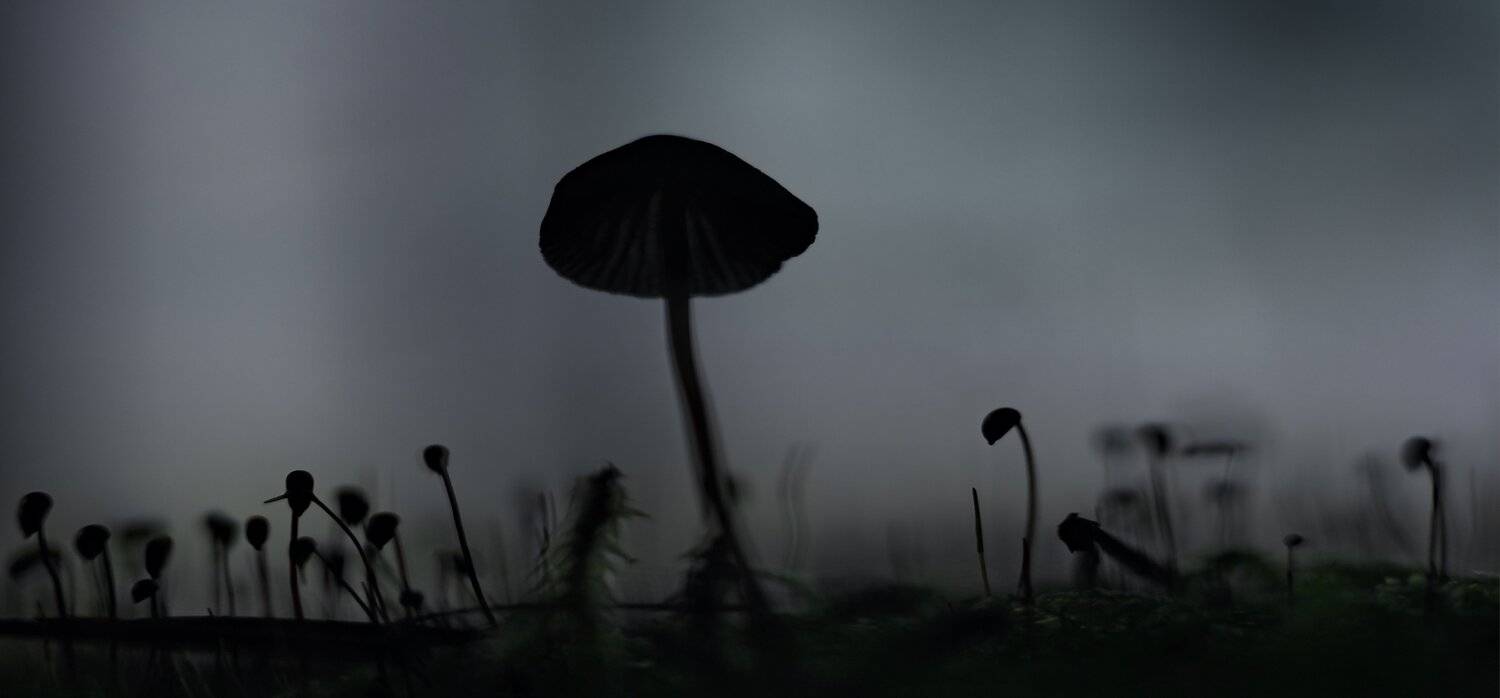 лес, осень, беларусь, природа, Sixten ( Сергей )