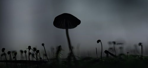 Не заблудиться в осеннем тумане.