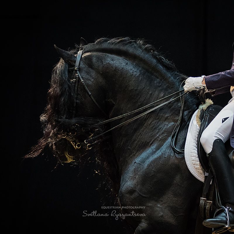 horse, лошадь, лошади, details *** фото превью