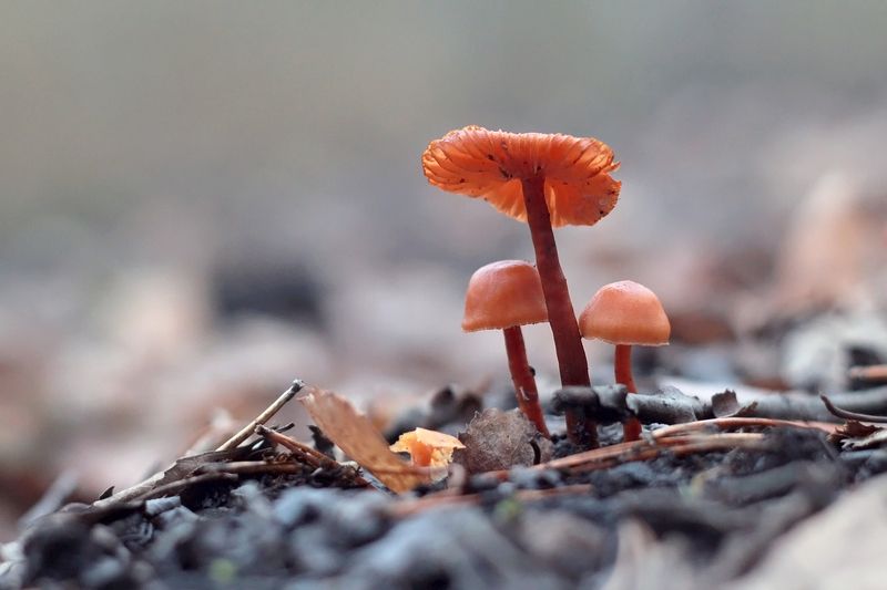 Ноябрьские грибочки. фото превью