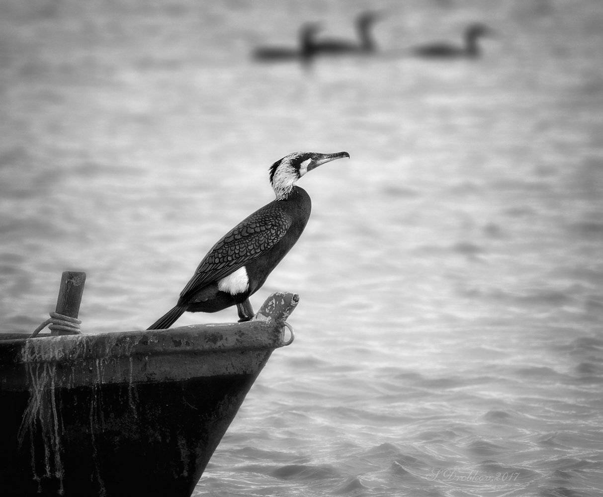 phalacrocorax carbo, баклан, фауна, весна, Sergey Drobkov