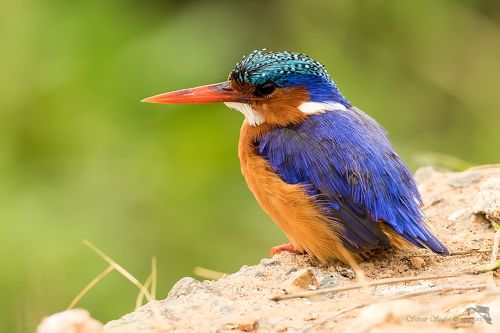 Alcedo cristata