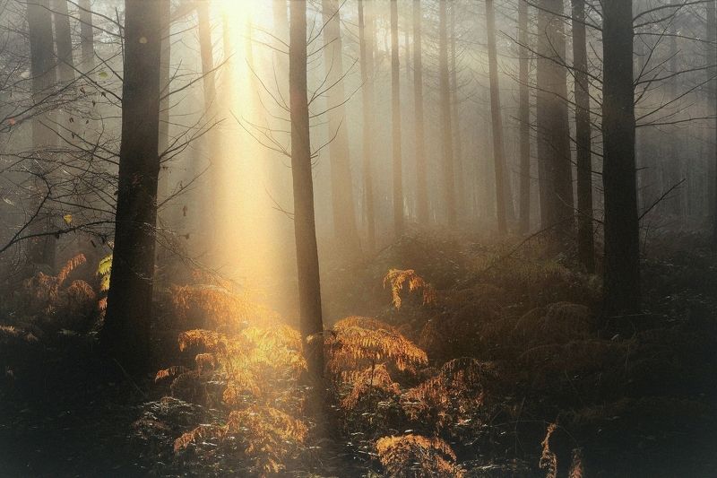 The mysterious forest. фото превью