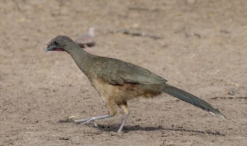 Чачалака Бурокрылая - Plain Chachalaca