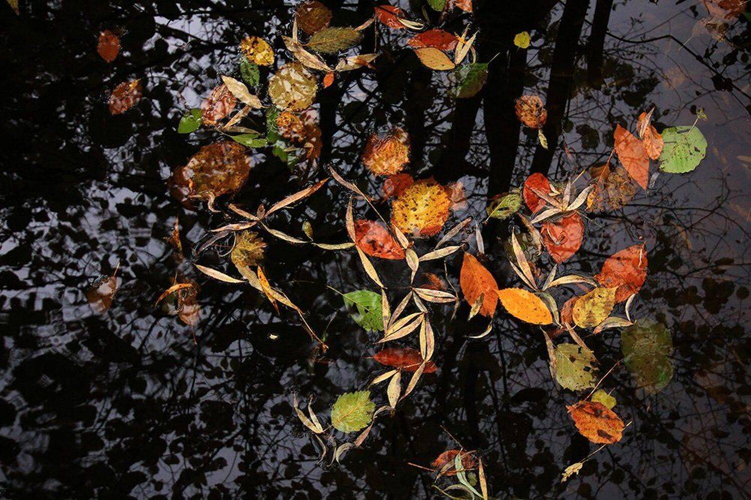 , Иваненко Светлана