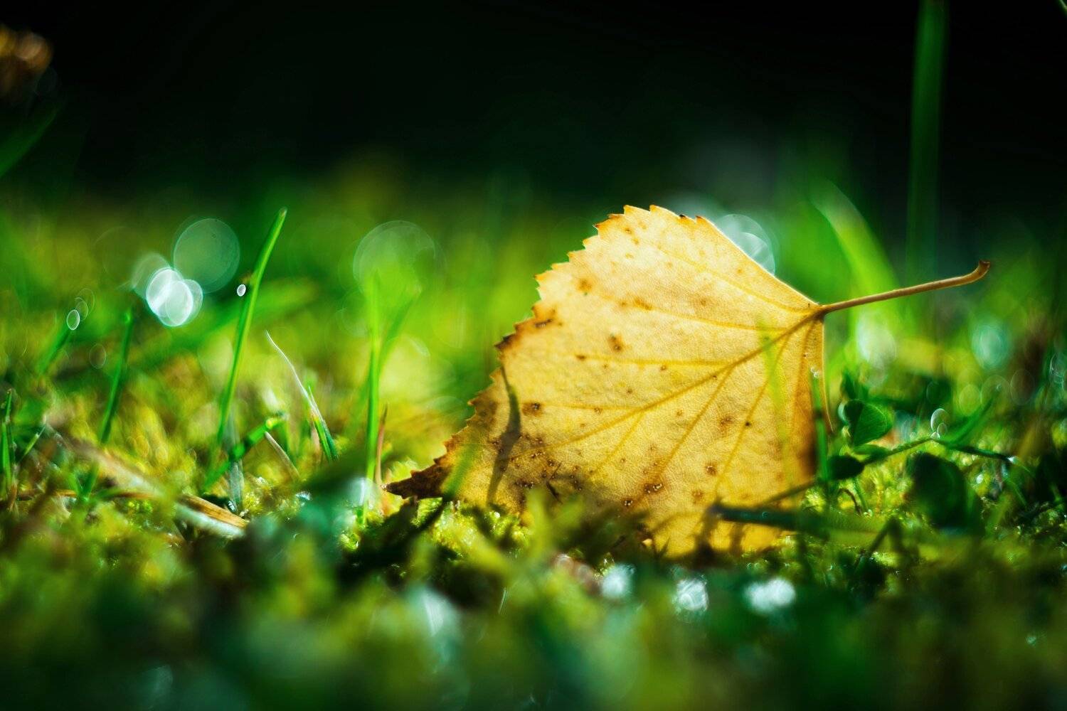 , Анастасия Павловская