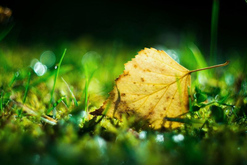 Осеннее утро фото превью