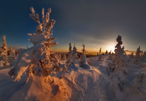 Загадочный лес